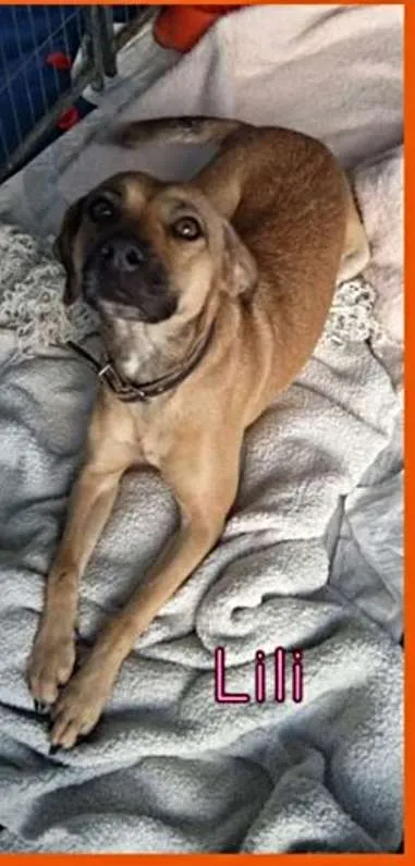 Cachorro ra a SRD idade 1 ano nome Lili