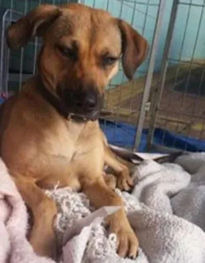 Cachorro raça SRD idade 1 ano nome Lili