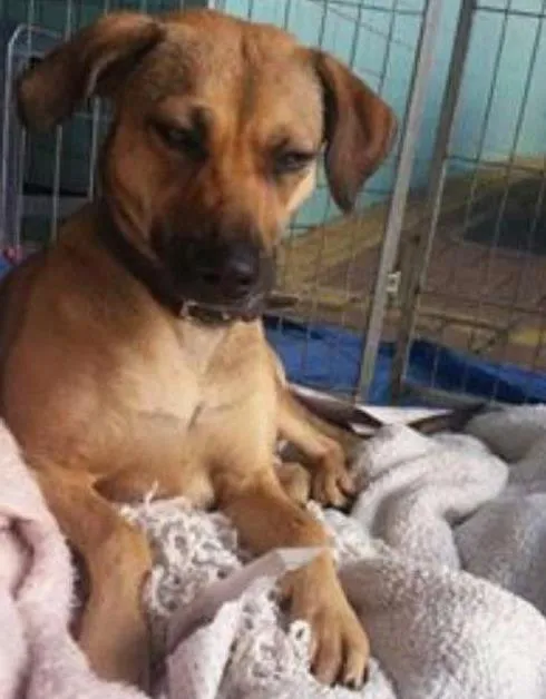 Cachorro ra a SRD idade 1 ano nome Lili