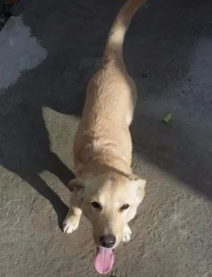 Cachorro raça SRD idade 7 a 11 meses nome Supapo