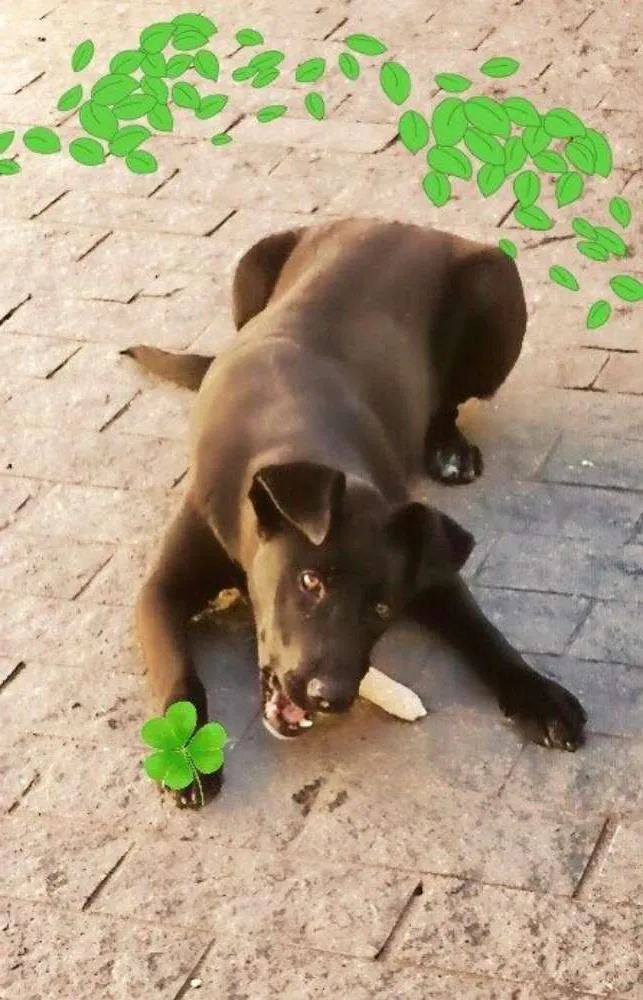 Cachorro ra a  idade 2 anos nome Thor