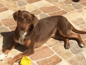 Cachorro raça Desconhecida idade 2 anos nome Mel