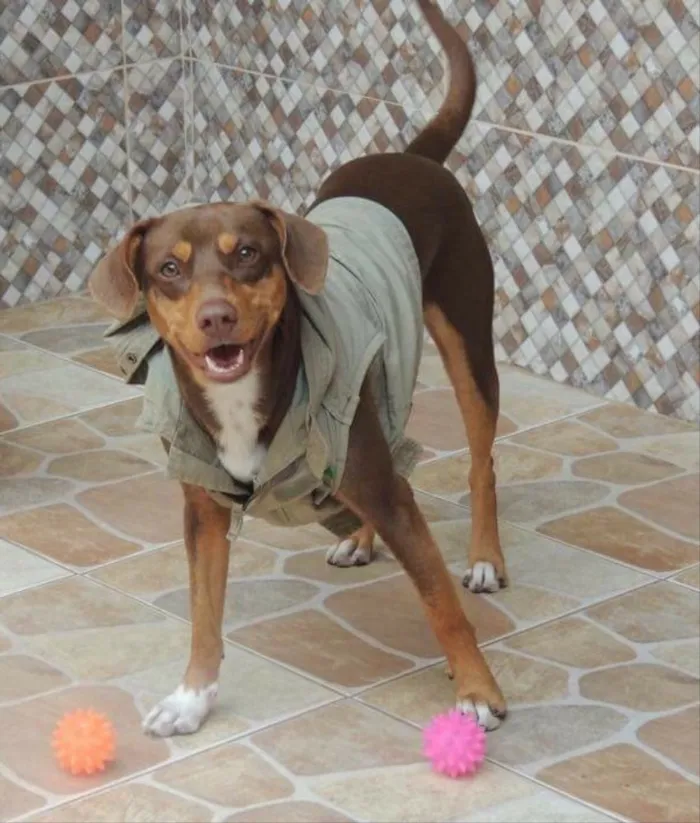 Cachorro ra a Desconhecida idade 2 anos nome Mel