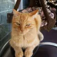 Cajú