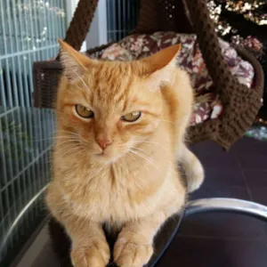 Gato raça sem raça idade 6 ou mais anos nome Cajú