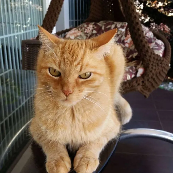 Gato ra a sem raça idade 6 ou mais anos nome Cajú