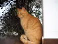 Cajú