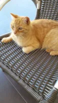 Cajú