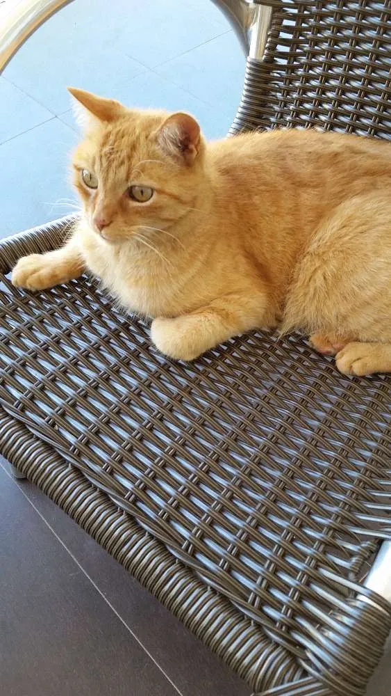 Gato ra a sem raça idade 6 ou mais anos nome Cajú