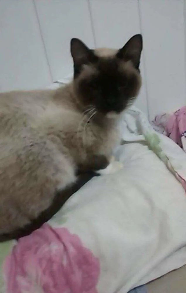 Gato ra a Siamês idade 5 anos nome Princesa