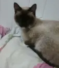 Princesa