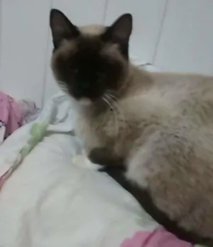 Gato raça Siamês idade 5 anos nome Princesa