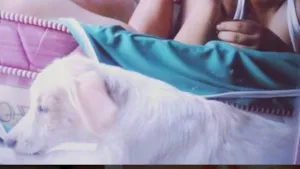 Cachorro raça  idade 7 a 11 meses nome Ino