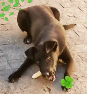 Cachorro raça  idade 2 anos nome Thor