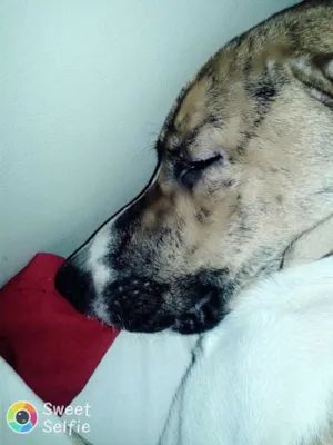 Cachorro raça Fillas idade 7 a 11 meses nome Spake