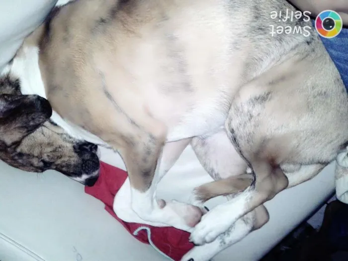 Cachorro ra a Fillas idade 7 a 11 meses nome Spake