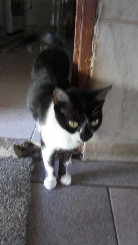 Gato ra a Vira lata idade 1 ano nome Miauzinha