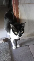 Miauzinha