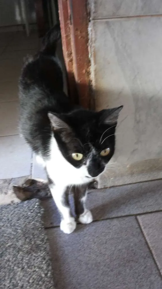 Gato ra a Vira lata idade 1 ano nome Miauzinha