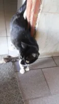 Miauzinha