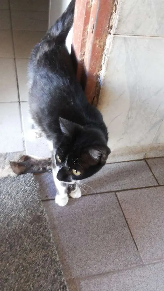 Gato ra a Vira lata idade 1 ano nome Miauzinha