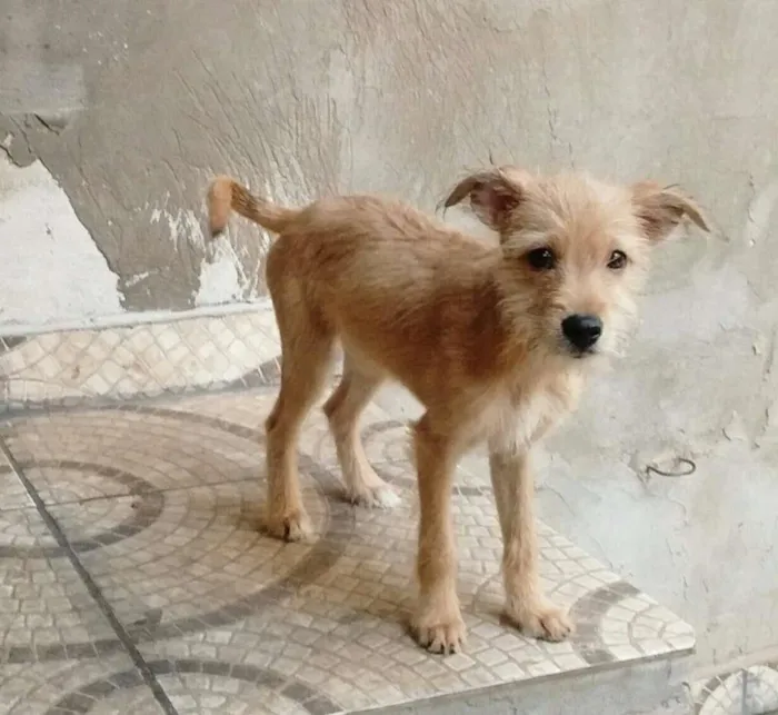 Cachorro ra a srd idade 2 a 6 meses nome sem nome