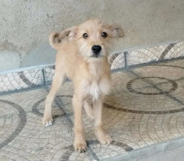 Cachorro ra a srd idade 2 a 6 meses nome sem nome