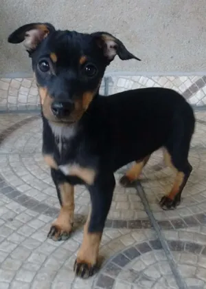 Cachorro raça srd idade 2 a 6 meses nome sem nome