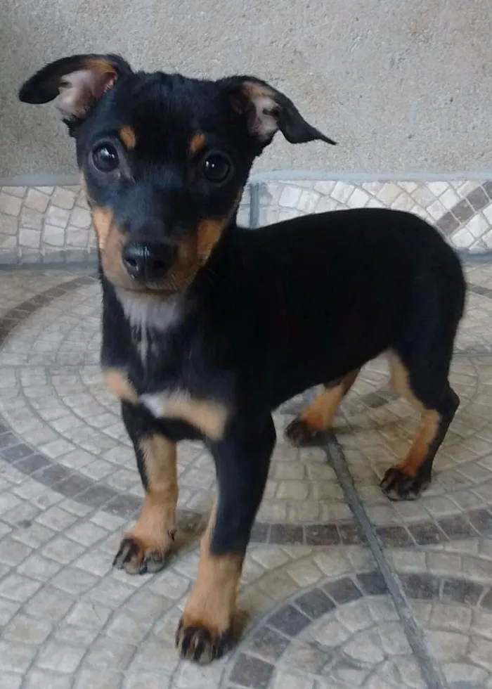 Cachorro ra a srd idade 2 a 6 meses nome sem nome