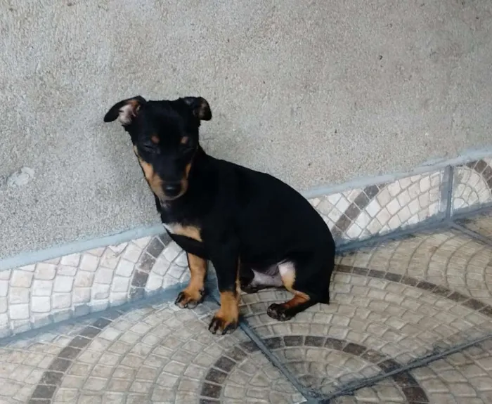 Cachorro ra a srd idade 2 a 6 meses nome sem nome