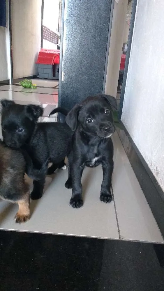Cachorro ra a SRD idade Abaixo de 2 meses nome sem nome