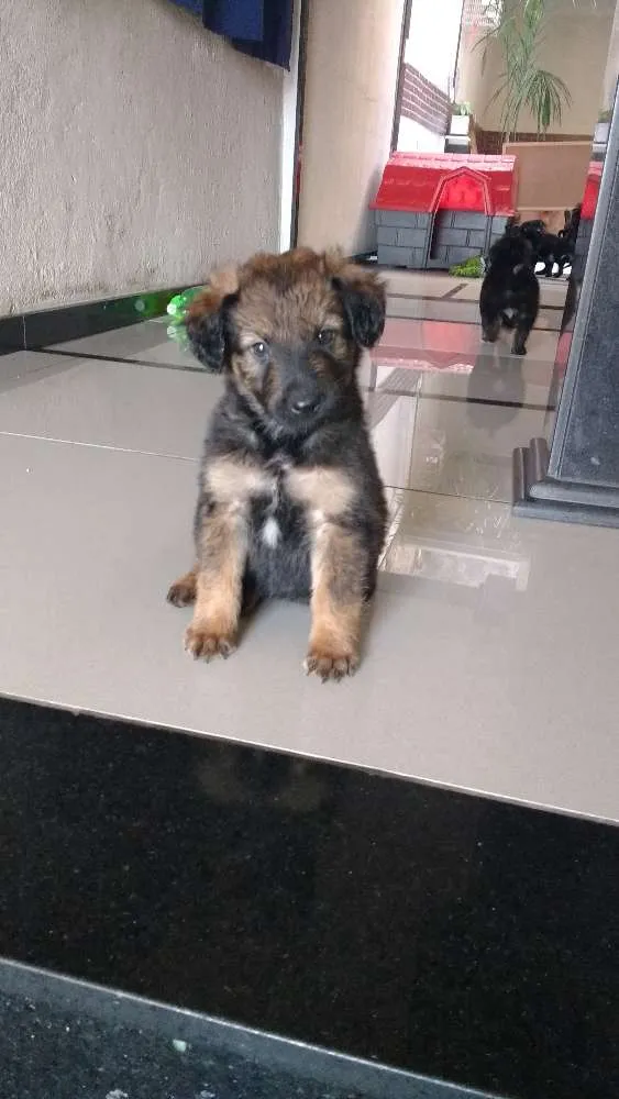 Cachorro ra a SRD idade Abaixo de 2 meses nome sem nome