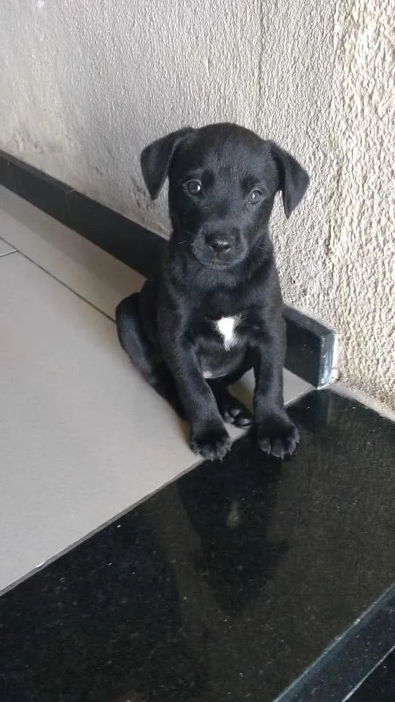 Cachorro ra a SRD idade Abaixo de 2 meses nome sem nome