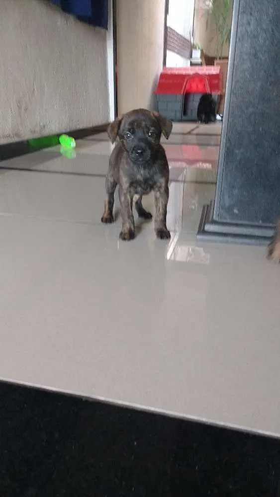 Cachorro ra a SRD idade Abaixo de 2 meses nome sem nome