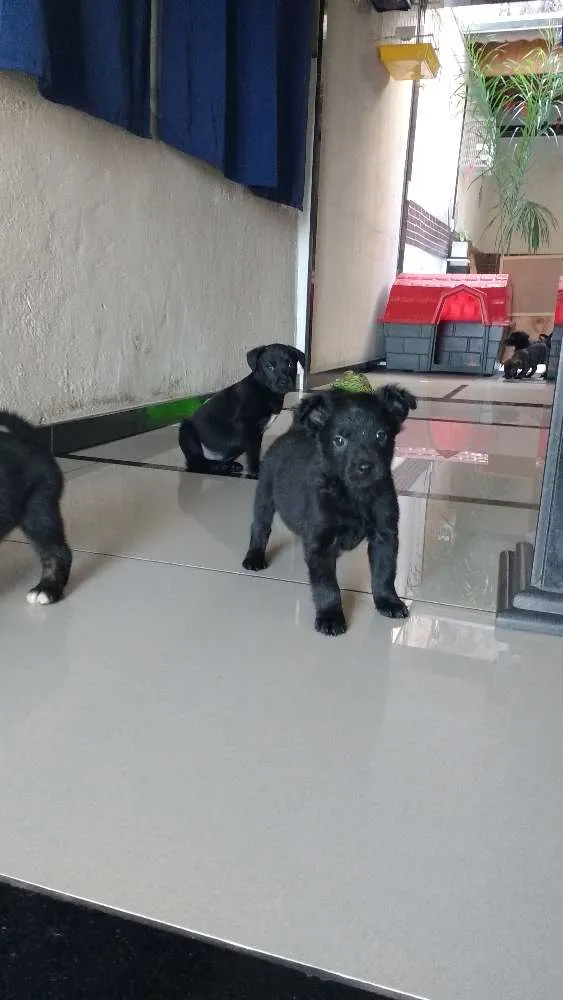 Cachorro ra a SRD idade Abaixo de 2 meses nome sem nome