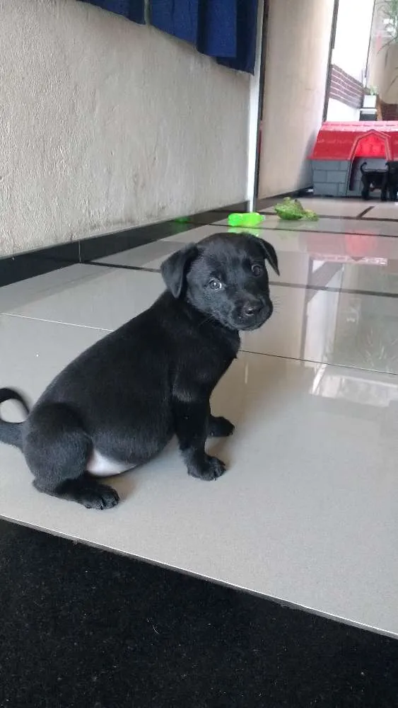 Cachorro ra a SRD idade Abaixo de 2 meses nome sem nome