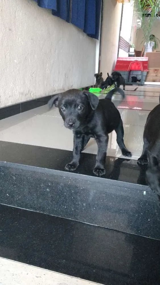 Cachorro ra a SRD idade Abaixo de 2 meses nome sem nome
