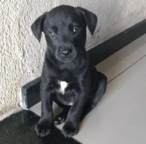 Cachorro raça SRD idade Abaixo de 2 meses nome sem nome