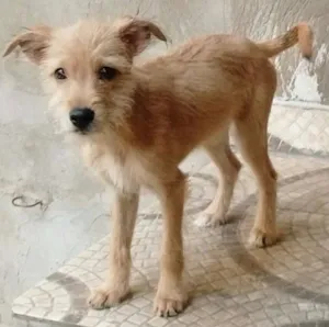 Cachorro raça srd idade 2 a 6 meses nome sem nome