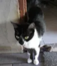 Miauzinha