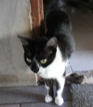 Gato raça Vira lata idade 1 ano nome Miauzinha