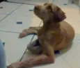 Simon