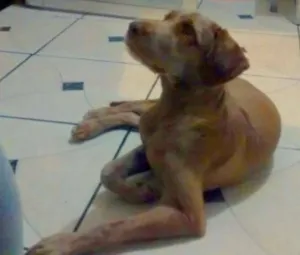 Cachorro raça viralata idade 7 a 11 meses nome Simon