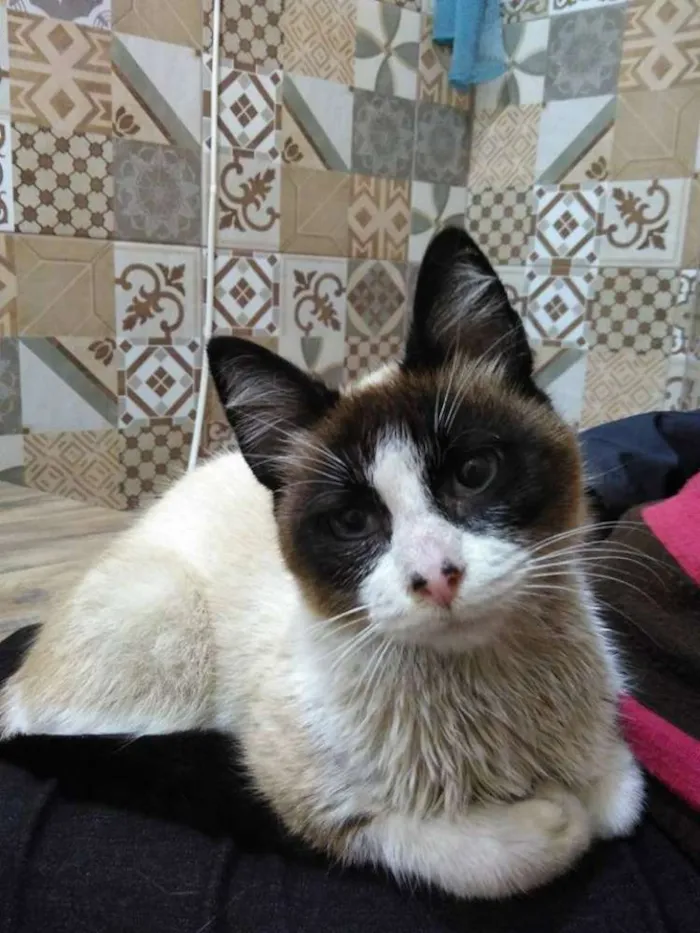 Gato ra a Siamês idade 7 a 11 meses nome Docinho