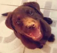 Cacau