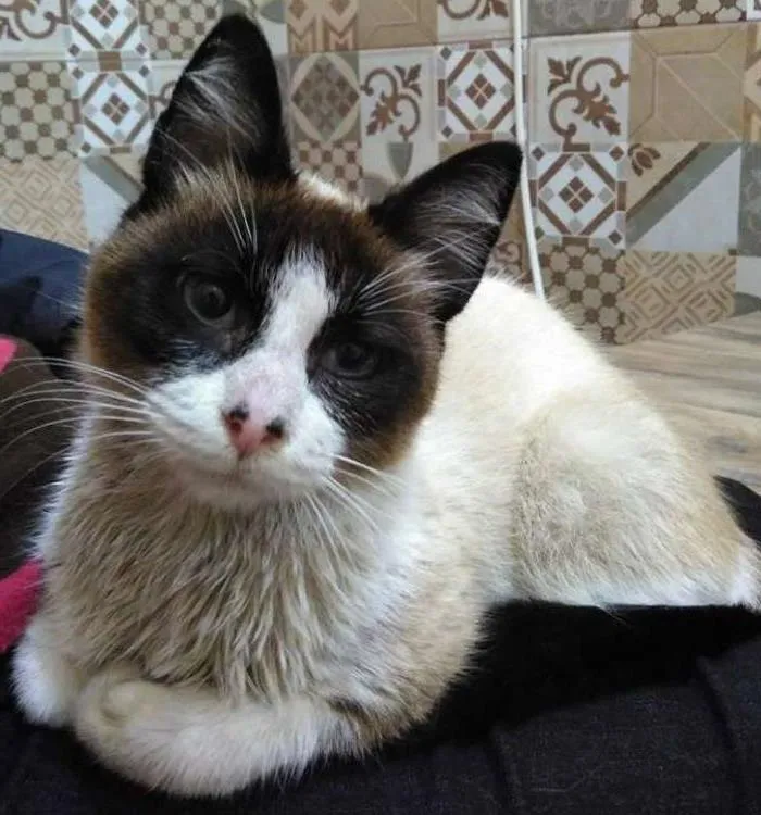 Gato ra a Siamês idade 7 a 11 meses nome Docinho