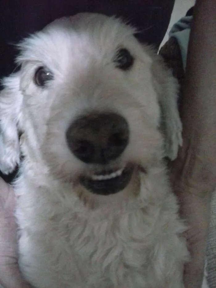 Cachorro ra a VIRA LATA idade 3 anos nome BUMMER