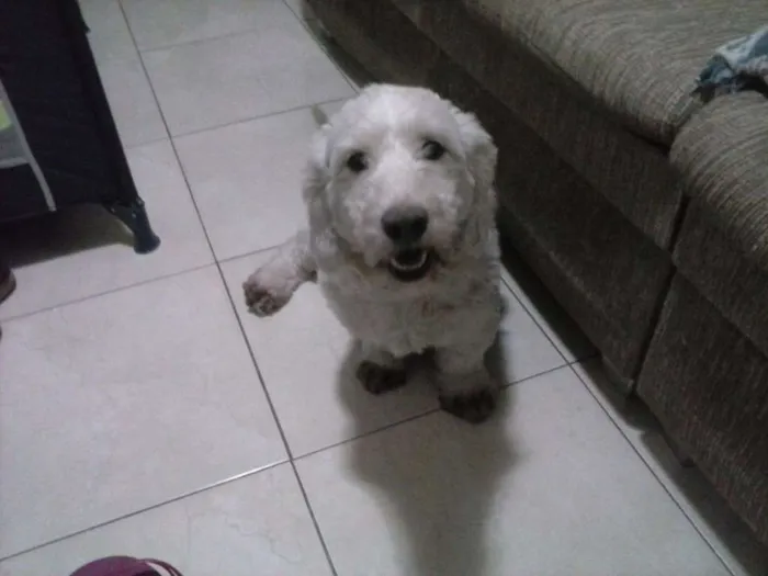Cachorro ra a VIRA LATA idade 3 anos nome BUMMER