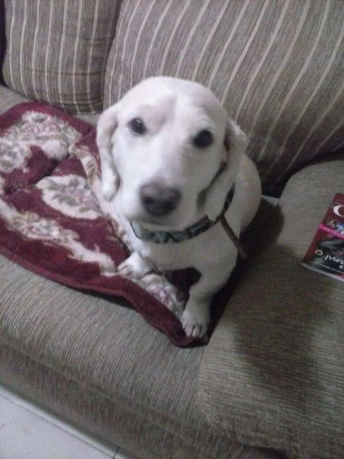 Cachorro ra a VIRA LATA idade 3 anos nome BUMMER