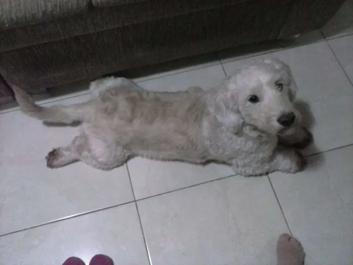 Cachorro ra a VIRA LATA idade 3 anos nome BUMMER